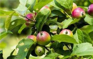 苹果的种植自然条件(苹果树栽培技术｜苹果树生长对环境条件的5个要求)