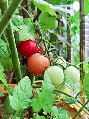 西红柿种植搭架(7步骤栽种小番茄，摘芯、摘腋芽、搭支架，轻松不在话下)