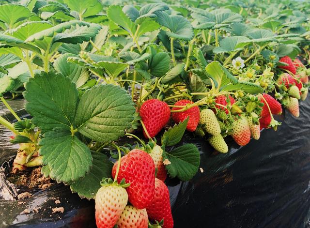陕西华阴：小草莓的“莓”好时光