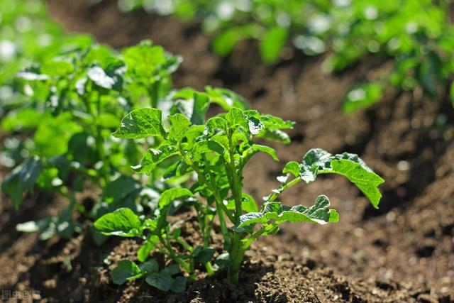 土豆种植全过程：4个阶段7个步骤，35种病害25种虫害