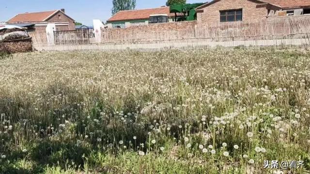 齐齐哈尔市梅里斯：“小草药”成为增收致富“大产业”