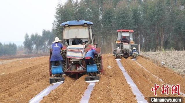 农业机械化助力“桂中糖都” 广西来宾掀起甘蔗种植热潮