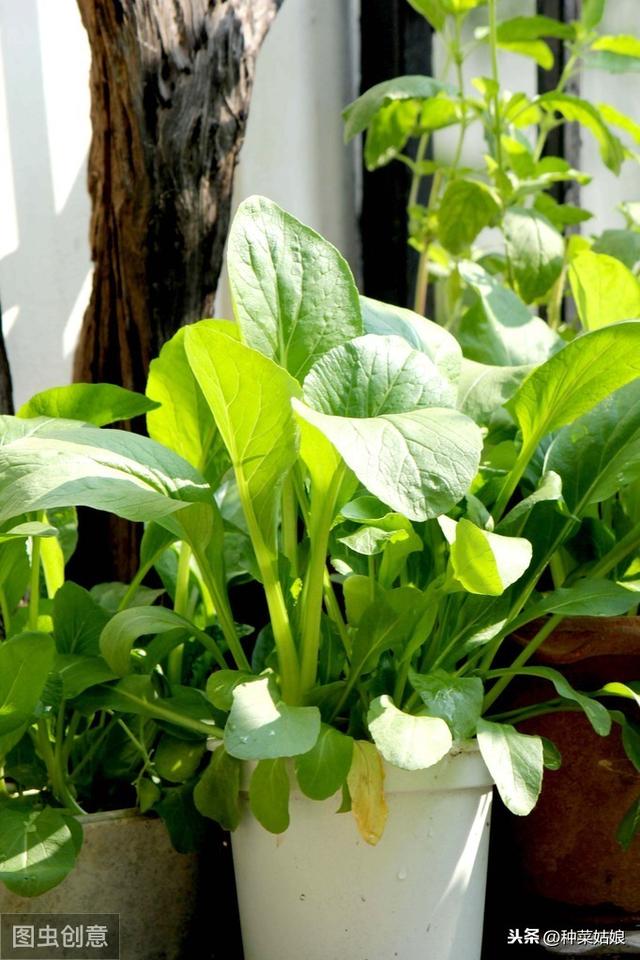 详细介绍阳台蔬菜的种植方法，照着做，您也可以的