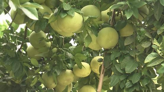 四川广汉：柚子带来新财富 给农户带来八万元的年收入