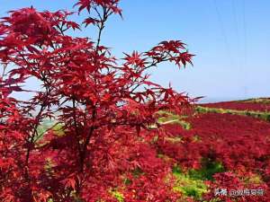 红枫盆景种植方法视频(成都红枫四月花，这份推荐请收下)