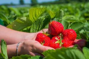北方春天露天草莓种植(露地草莓种植，掌握4大关键栽培技术，优质高产你也能做到)