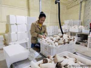 广西蘑菇种植技术(柳城县：工厂化栽培小蘑菇 农民脱贫走上致富路)