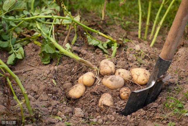 农民种植马铃薯，想要获得高产量，这几个方面要做好！