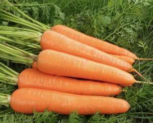 胡萝卜种植过程(农民伯伯说种植胡萝卜主要掌握四个步骤，定能长出又粗又长胡萝卜)