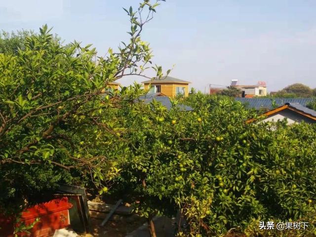 橘子怎么在家种植？且看安庆市杨桥余湾千亩青桔乐游人
