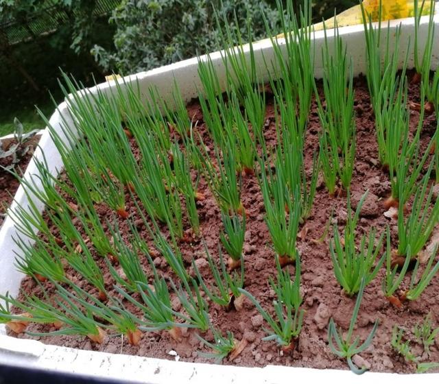 阳台种小葱，20天 吃一茬，根根粗壮，连着收割好几年