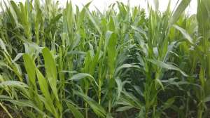 玉米种植与管理(玉米控旺有讲究，掌握2个技巧，长势健壮，产量高)