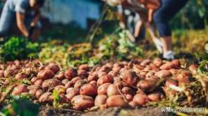 种植马铃薯利润分析(今年土豆丰收了，种一亩能收5000斤，能赚多少钱？)