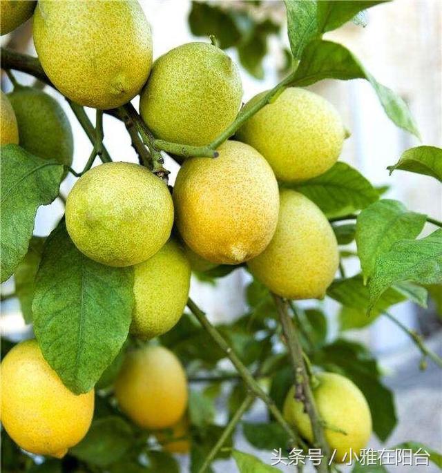 盆栽柠檬这样养，长得枝繁叶茂，开花多结果多，果子又大又漂亮！