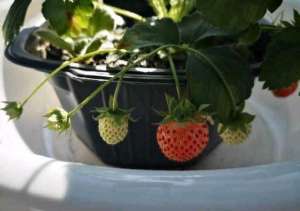 草莓种子 种植(草莓种子怎么种？记住几点细节，阳台也能种出丰收的果子)