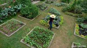 有机蔬菜 种植(想要在院子里种菜，做好这11点就能四季吃到有机蔬菜)