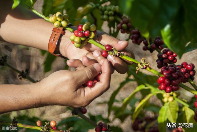 几粒种子，在家轻松种咖啡盆栽，以后喝咖啡都不用花钱