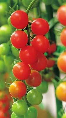 西红柿的种植方法图解(最全番茄栽培过程，解开你总是种不好番茄之谜)
