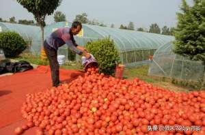 温室种植(大棚如何种出高产优质的西红柿？种植管理上应当注意这几点)