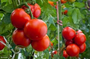 番茄切片种植(西红柿切片埋土里，不久长成小盆栽，结果好看又好吃)
