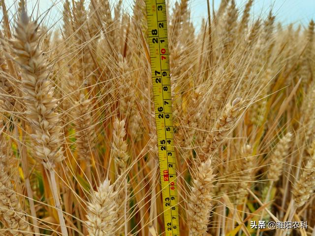 这四个小麦新品种，亩产都超900公斤，亩产再创历史新高