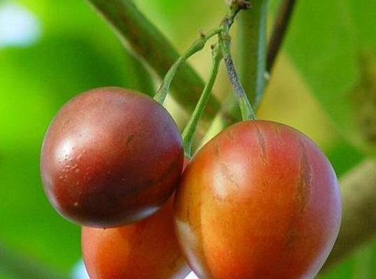树番茄种子种植方法