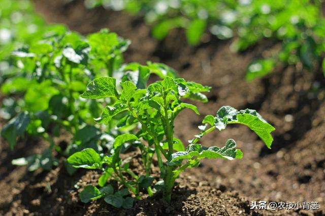 提高土豆产量与品质的十四个播种管理技巧，你会用哪几个？