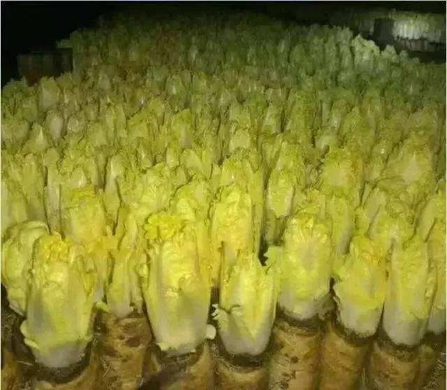 阳台水培金玉兰菜，不用杀虫、管理简单、产量高，60天收获一茬