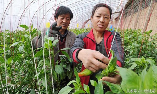 中国八大辣椒种植地，有一个地区最不会吃辣，却爱种辣椒！
