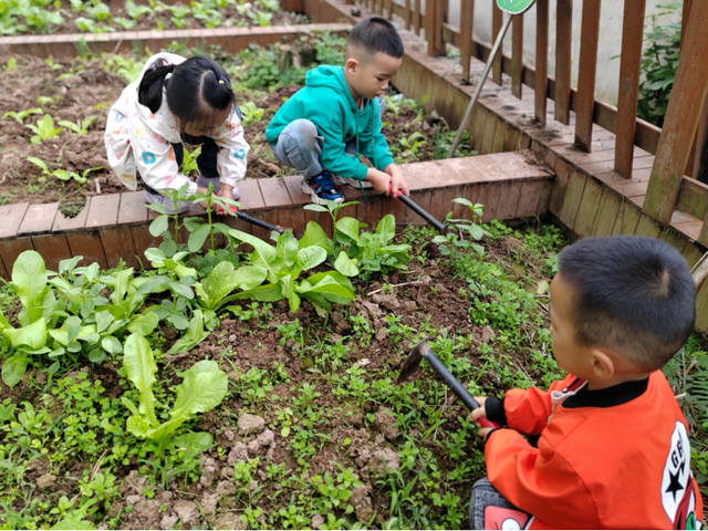 我们一同成长——宜宾市江安县阳春镇桐梓幼儿园大班开展种植活动