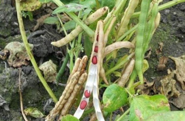 红小豆高产栽培技术，及播种方法，这几点一定要记住