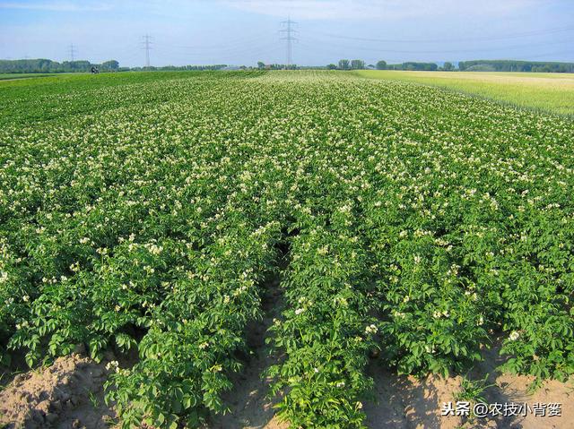 提高土豆产量与品质的十四个播种管理技巧，你会用哪几个？