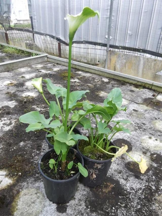 马蹄莲养成盆栽后用块茎繁殖，5月份也能种，在夏天却容易养不好