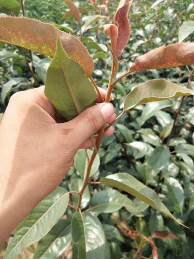 中国第一个红梨品种奥红一号红梨种植要点栗发展前景介绍