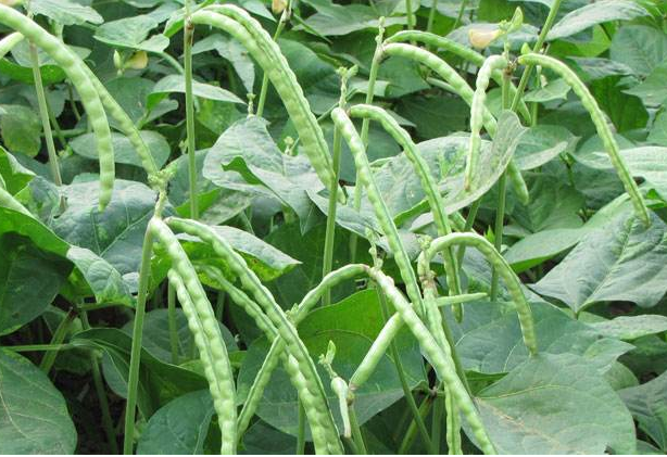 红小豆高产栽培技术，及播种方法，这几点一定要记住