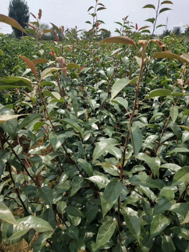 中国第一个红梨品种奥红一号红梨种植要点栗发展前景介绍