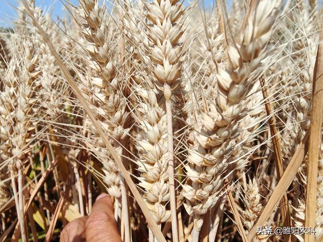 这四个小麦新品种，亩产都超900公斤，亩产再创历史新高
