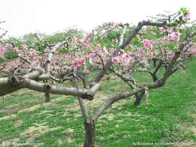 今年的桃子卖得特别贵！手把手教你如何从毛桃播种到稀有品种量产