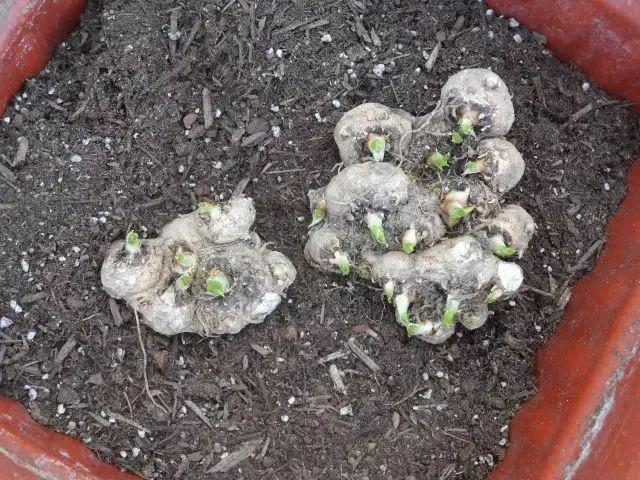 马蹄莲养成盆栽后用块茎繁殖，5月份也能种，在夏天却容易养不好