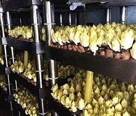 阳台水培金玉兰菜，不用杀虫、管理简单、产量高，60天收获一茬