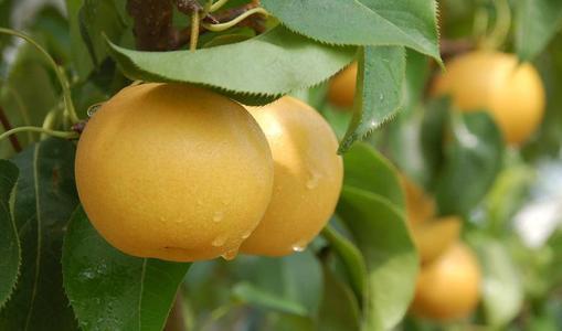 浅谈梨的种植方法，掌握这几点，种出又大又甜的梨