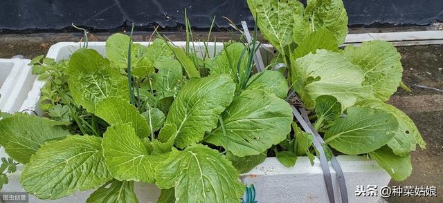 详细介绍阳台蔬菜的种植方法，照着做，您也可以的