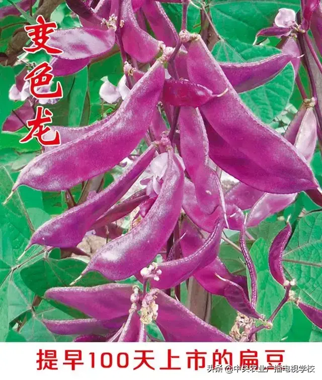 【农技】技术篇：扁豆高产栽培方法与技术