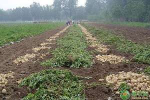 土豆的种植前景(农民坚持己见种植土豆，亩产值上万元，令村民们羡慕不已)