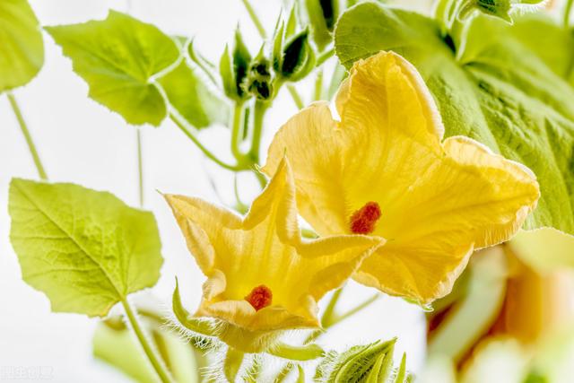 南瓜只开花不结果严重影响产量，让南瓜挂满藤的技巧