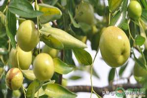 如何种植枣树(枣树的高产种植方法，建议农户收藏)