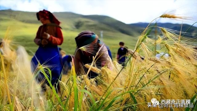 营养价值极高的西藏青稞，有哪些鲜为人知的种植技巧？