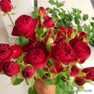 教你自己种玫瑰，情人节不用再花钱买花送老婆了，玫瑰种植手册