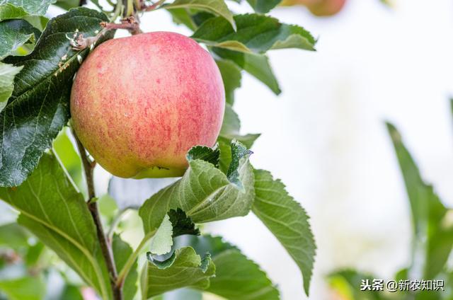 苹果高效栽培新技术，学会了这些，苹果种植不再难