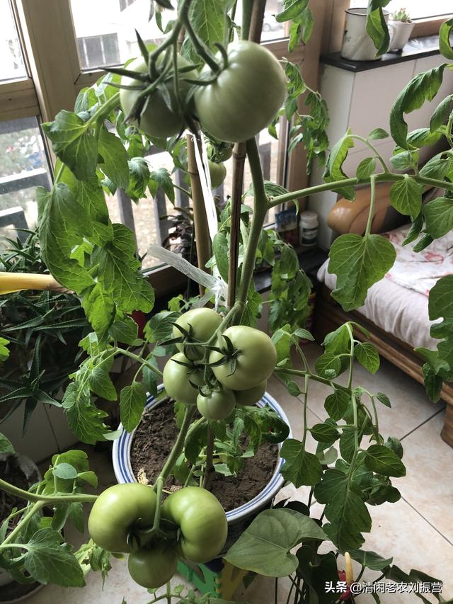 阳台冬种西红柿，享受陪伴生长的乐趣